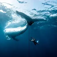 عکس/ برندگان مسابقه عکاسی اقیانوسیه ۲۰۲۵