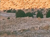 تصاویری زیبا از گله آهو و کبک در خراسان شمالی