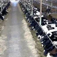 سیستان در آستانه فروپاشی دامداری