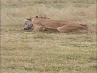 شکار گورخر توسط ماده شیر گرسنه!