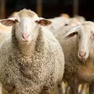 قاچاق گوسفند زنده با قایق در آب‌های بندرعباس