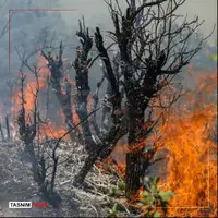 ورود دادستانی به آتش سوزی جنگل‌های الیت