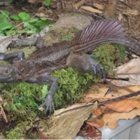 با اژدهایان بادبانی آشنا شوید؛ خزندگانی شگفت‌انگیز که انگار از عصر دایناسورها آمده‌اند