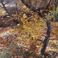 طبیعت پاییزی زشک مشهد