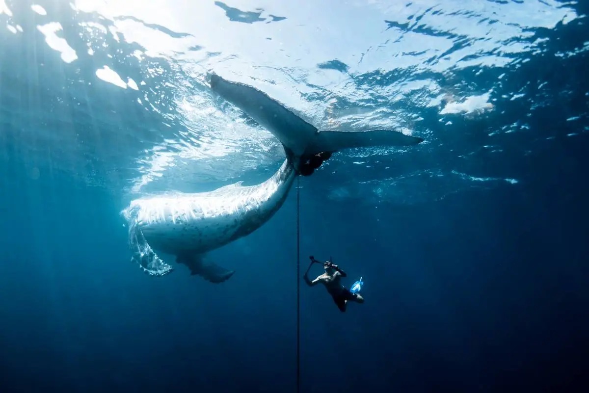 عکس/ برندگان مسابقه عکاسی اقیانوسیه ۲۰۲۵