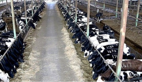 سیستان در آستانه فروپاشی دامداری