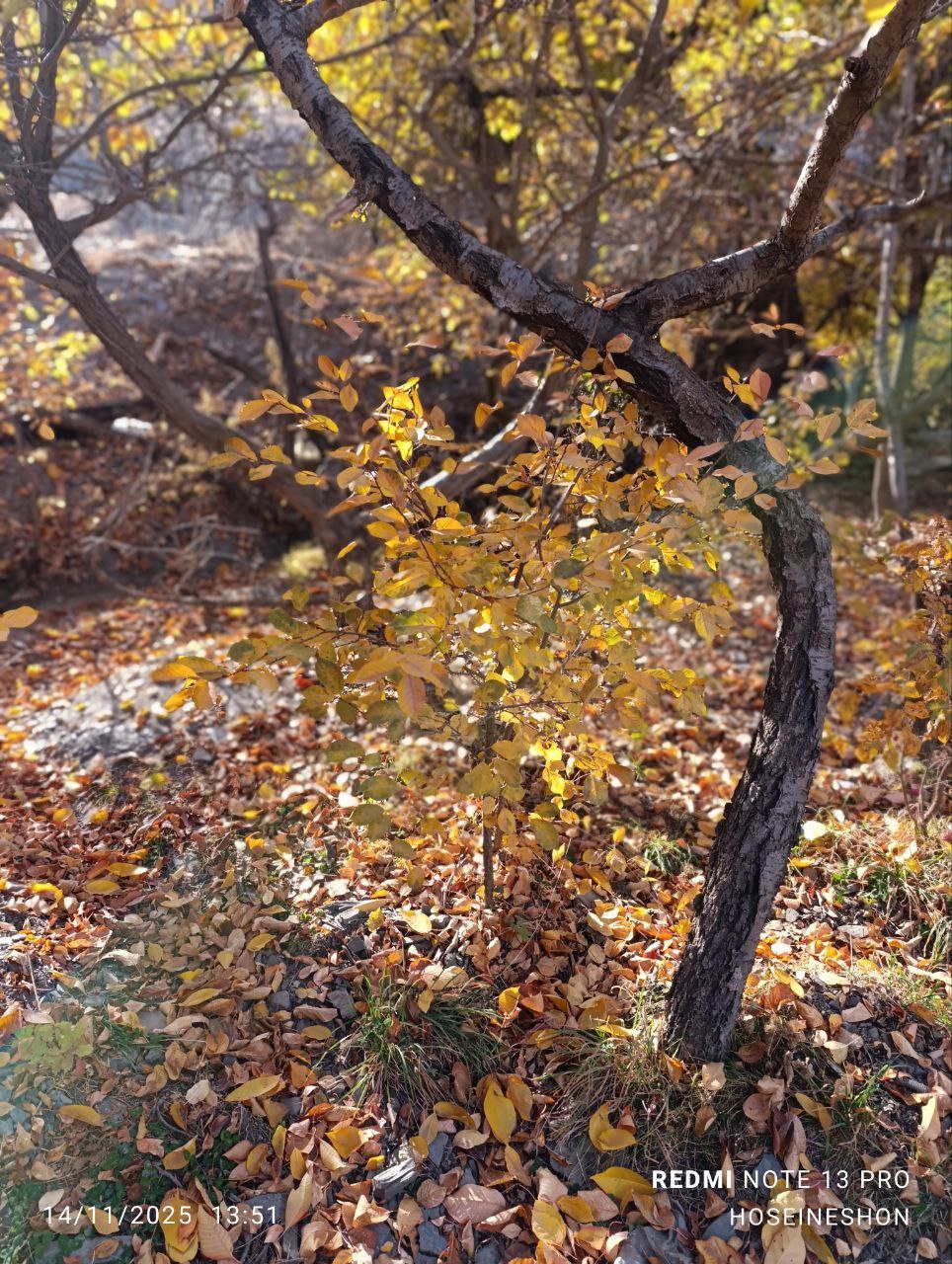 طبیعت پاییزی زشک مشهد