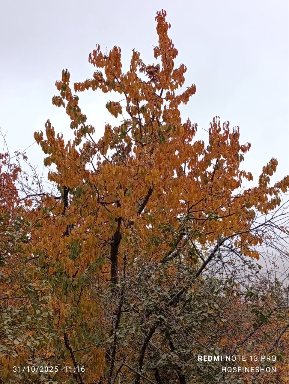 طبیعت پاییزی زشک مشهد