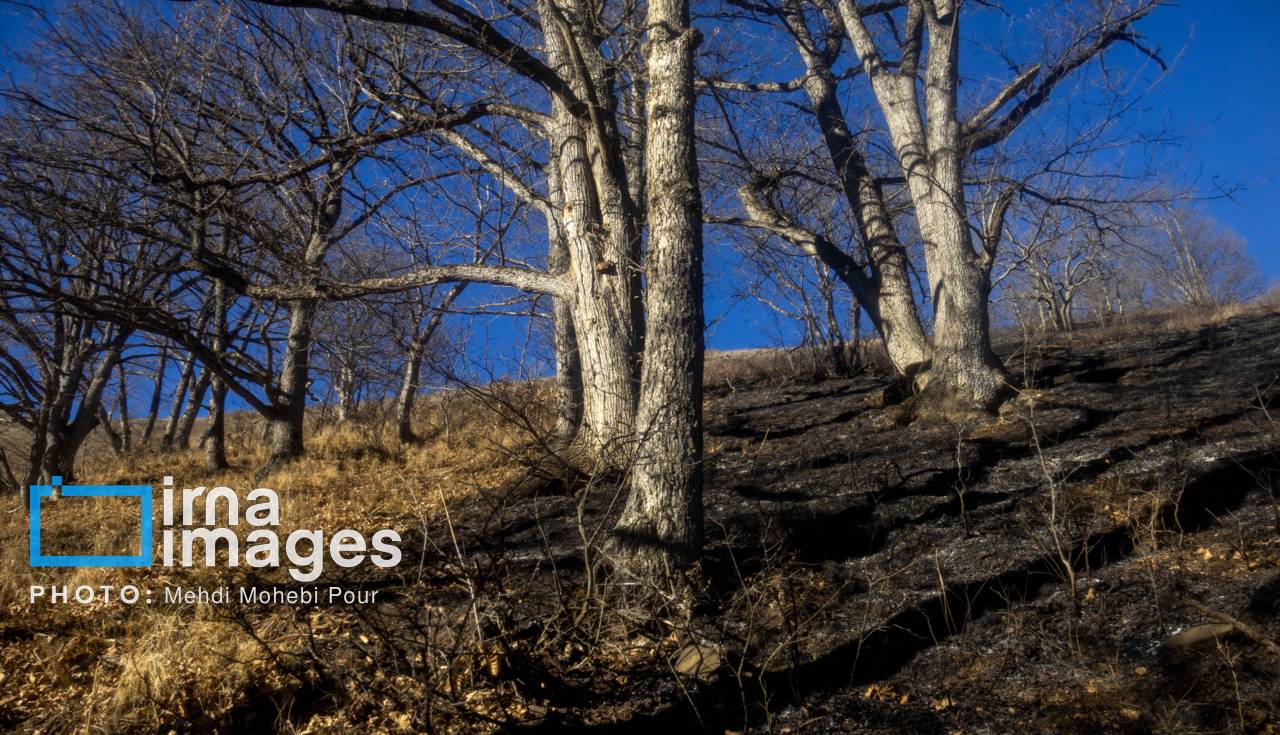 آتشسوزی در جنگلهای آمل مهار شد