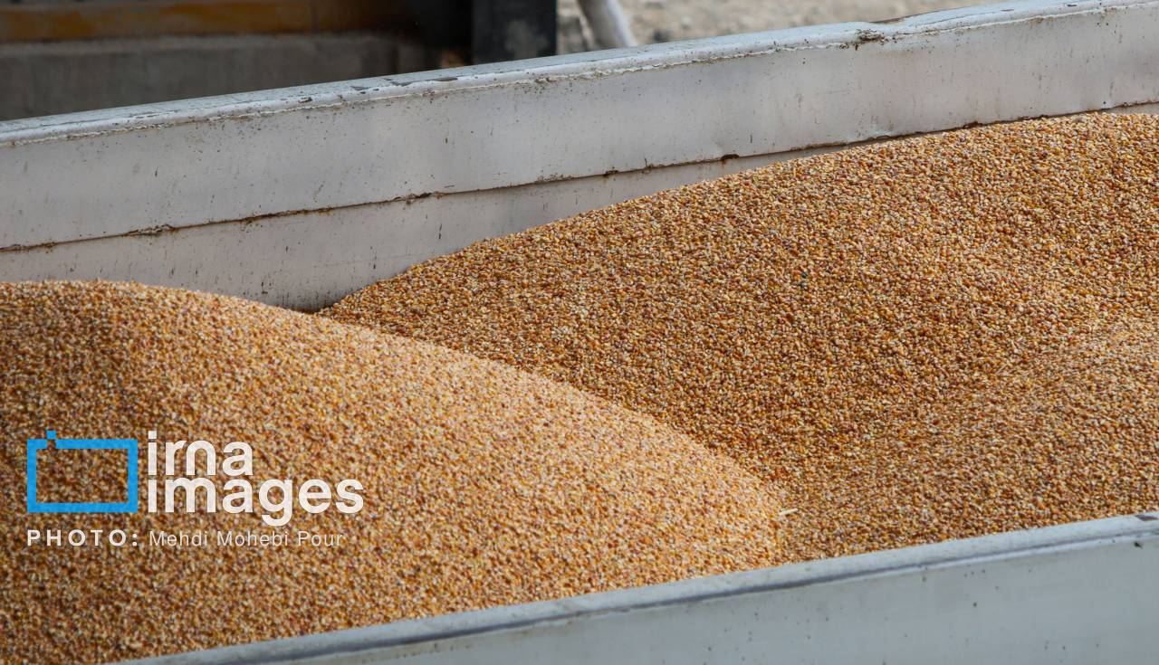 ۱۴۰ تن گندم احتکار در چهارمحال و بختیاری کشف شد
