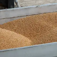 ۱۴۰ تن گندم احتکار در چهارمحال و بختیاری کشف شد