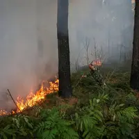 ۲ هکتار از جنگل‌های شاندرمن ماسال در آتش سوخت