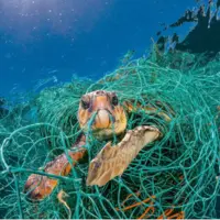 مطالعهای جدید پاسخ میدهد: چقدر پلاستیک لاکپشت دریایی را میکشد؟