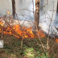 دادستان گلستان: هیچ بی‌احتیاطی در جنگل هیرکانی بدون مجازات نمی‌ماند