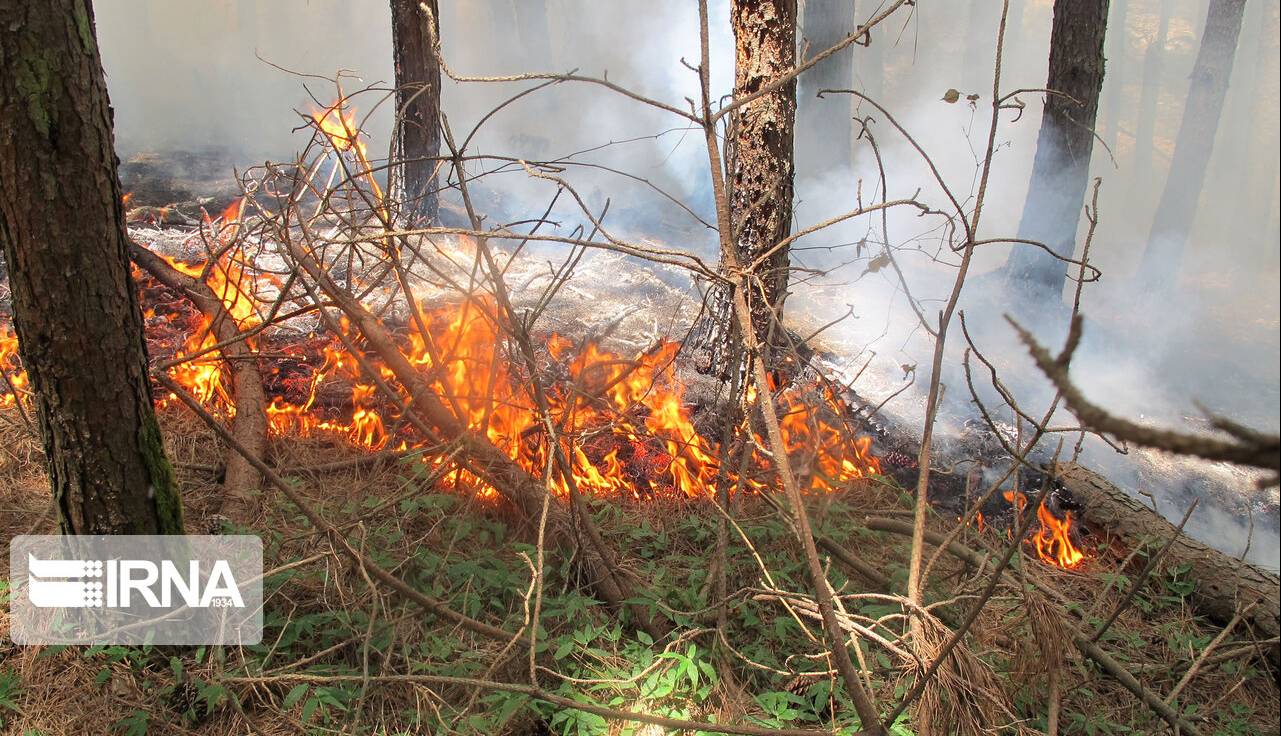 دادستان گلستان: هیچ بی‌احتیاطی در جنگل هیرکانی بدون مجازات نمی‌ماند