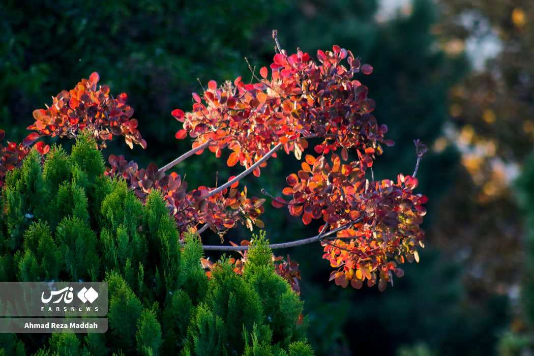تصاویر دیدنی از باغ ارم شیراز