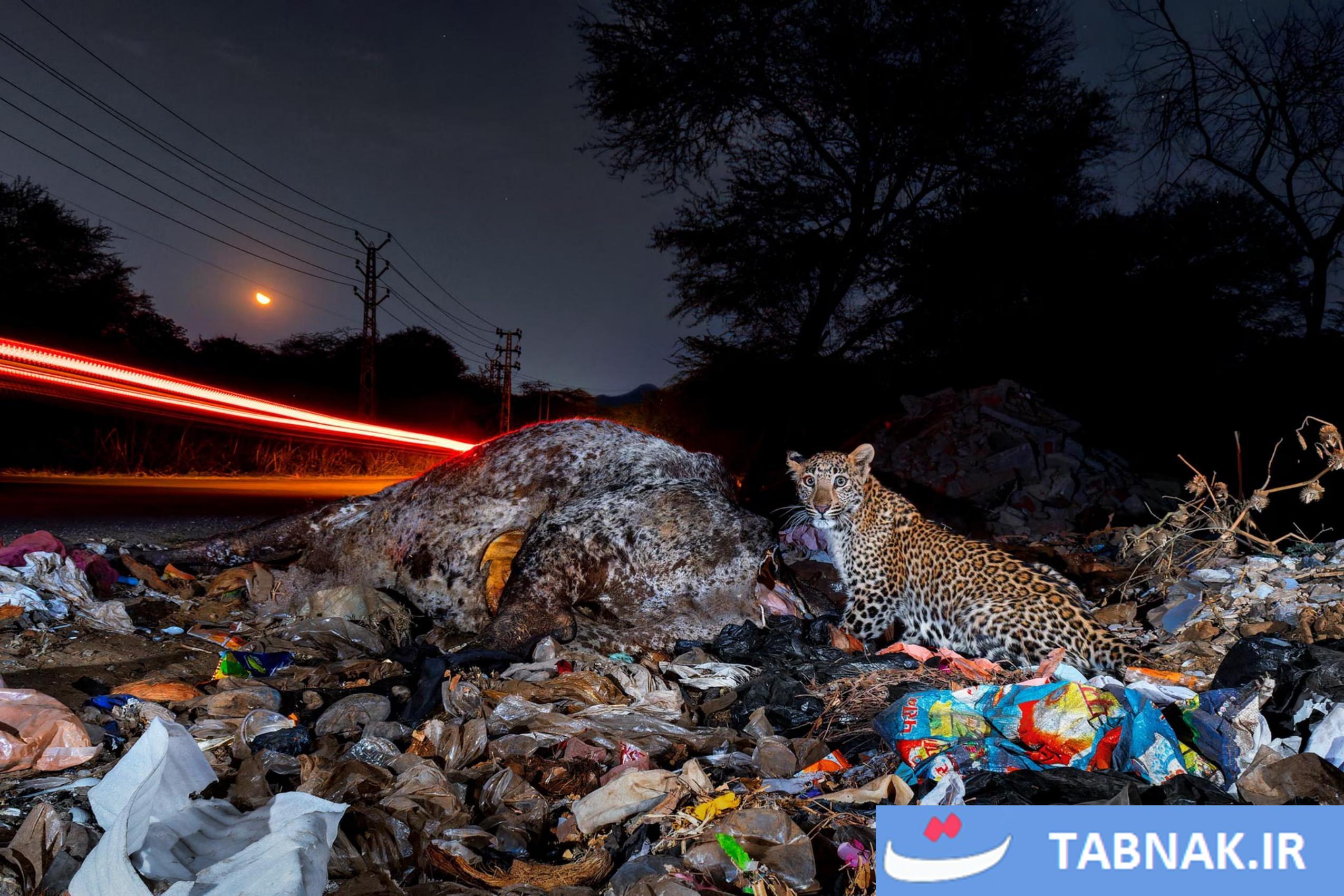 رقابت عکاسی Nature inFocus 2025