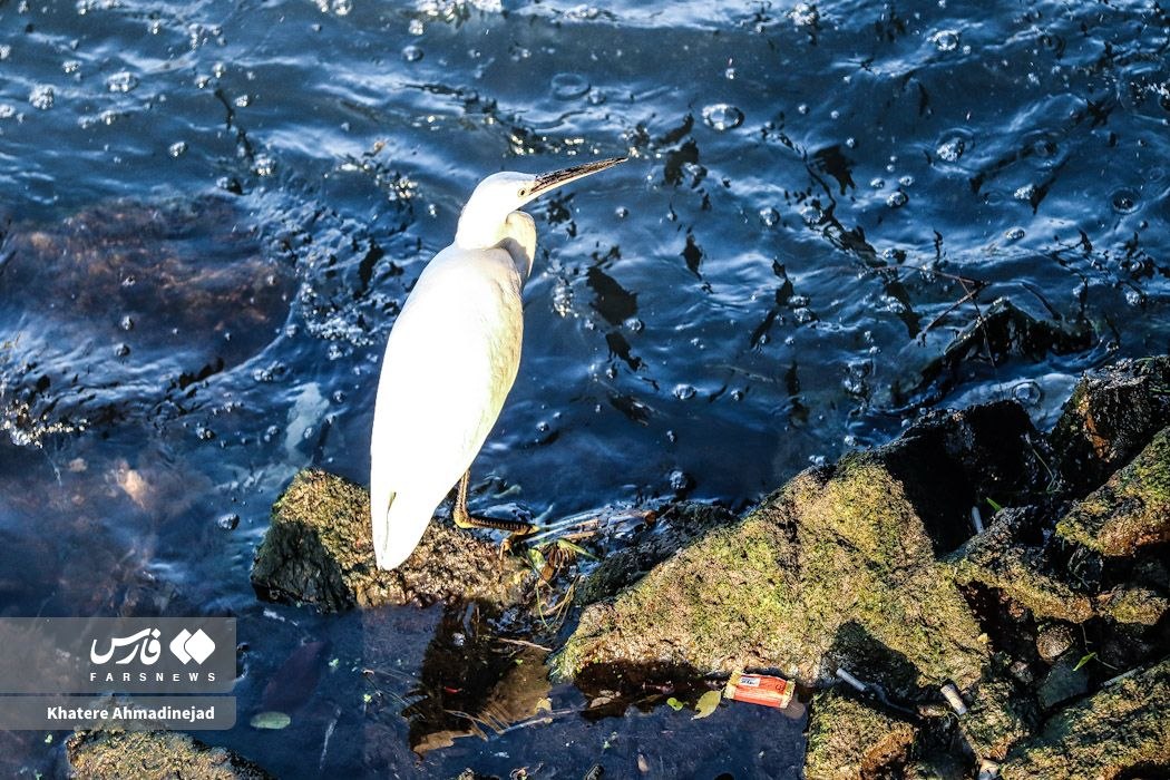 خزر در خطر !