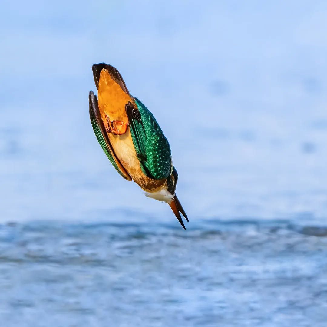 تصاویری دیدنی از ماهی خورک کوچک