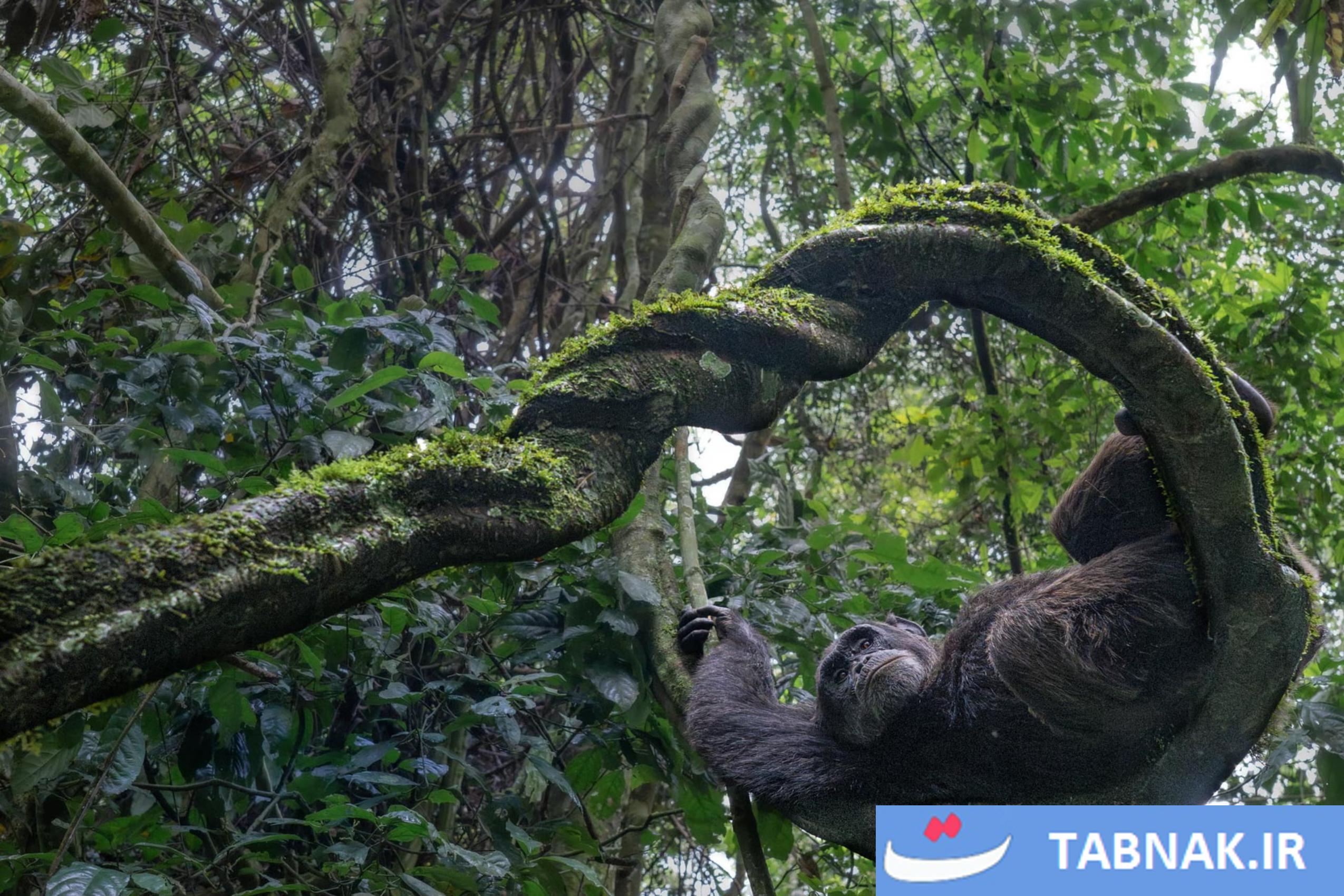 رقابت عکاسی Nature inFocus 2025