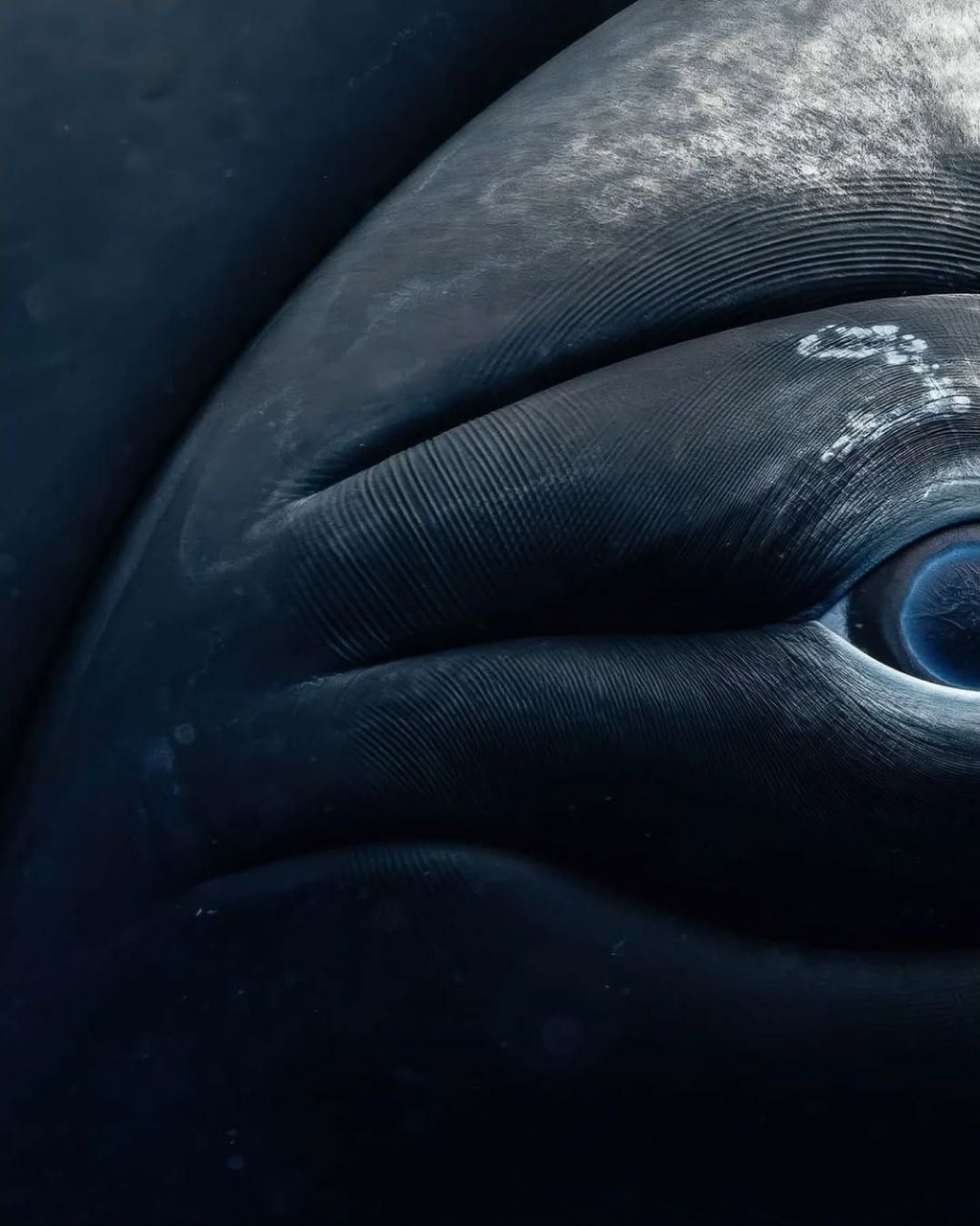 تصاویری شگفت انگیز از چشم های نهنگ از نمای نزدیک