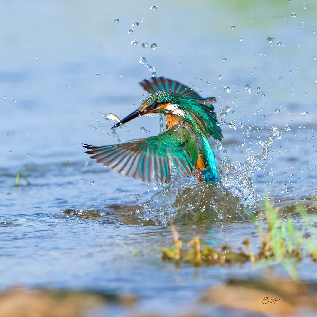 تصاویری دیدنی از ماهی خورک کوچک
