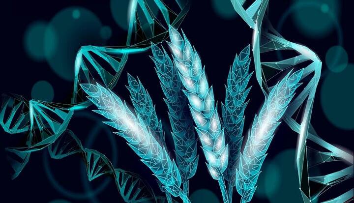 دانشمندان گندمی ساختند که خودش کود تولید میکند