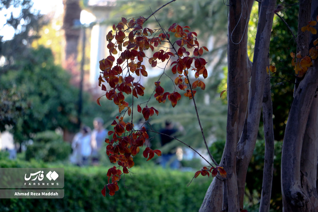 تصاویر دیدنی از باغ ارم شیراز