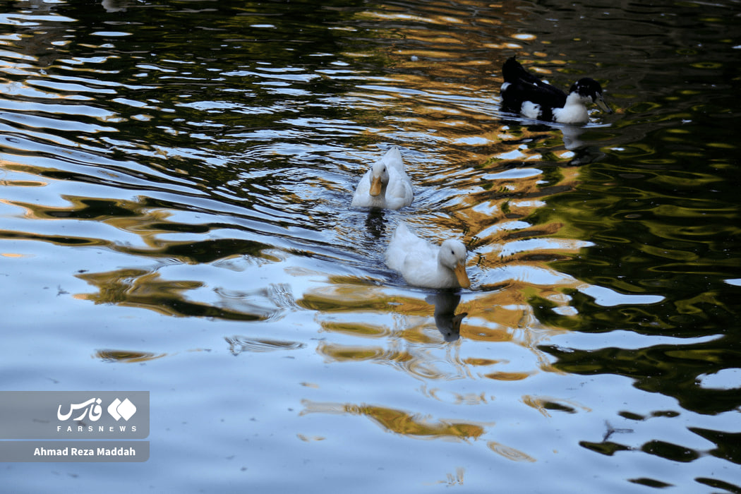 تصاویر دیدنی از باغ ارم شیراز