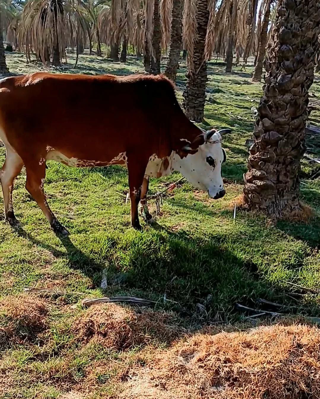  سیاهو؛ بهشت هرمزگان