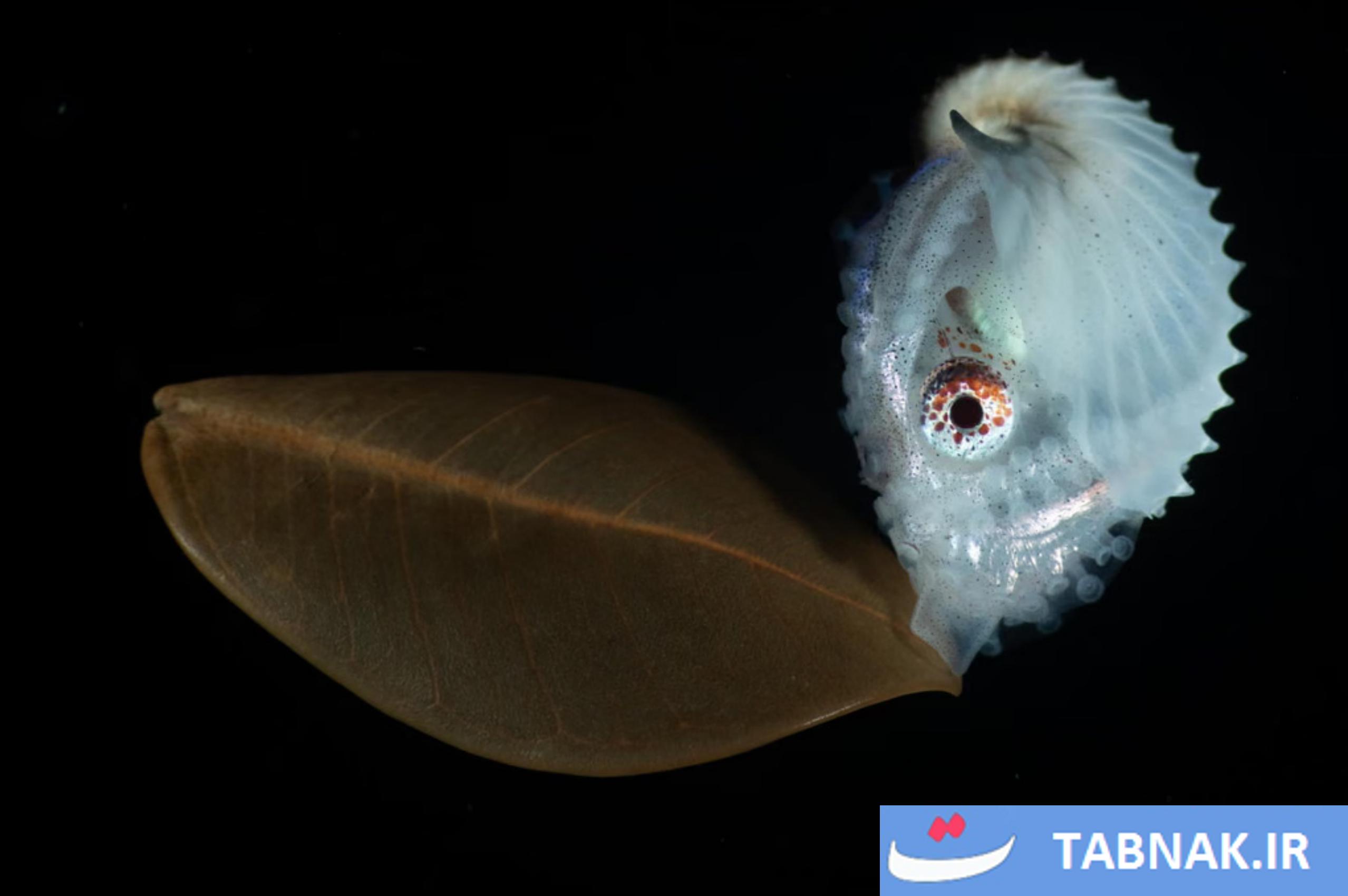 رقابت عکاسی Nature inFocus 2025