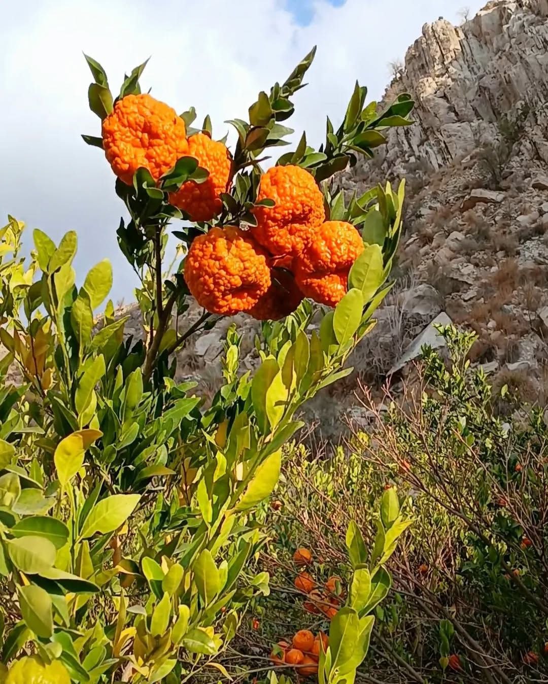  سیاهو؛ بهشت هرمزگان