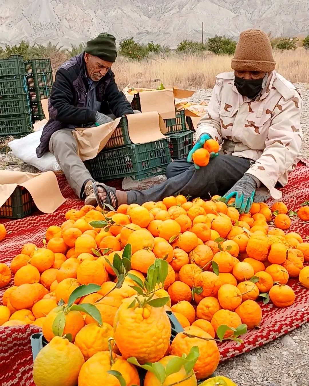  سیاهو؛ بهشت هرمزگان