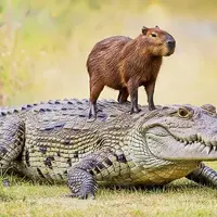 گوناگون/ چرا کروکودیل‌ «کپی‌بارا‌» را نمی‌خورد؟