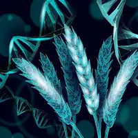 دانشمندان گندمی ساختند که خودش کود تولید می‌کند