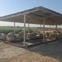 ۲۵۳ اثر کاخ آپادانای هخامنشی شوش ایمن‌سازی شد