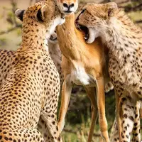 برخورد نادر سه پلنگ