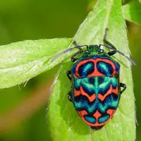 ۵ گونه حشره زیبا که باور نمی‌کنید واقعی باشند!