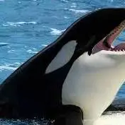 وقتی نهنگهای قاتل شکار لاکپشتها را آموزش میدهند