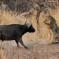 ترس عجیب شیر نر و بوفالو در مواجهه با یکدیگر!