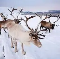 گوزن‌های شمالی در برف اسکاتلند به دنبال غذا