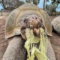 مرگ لاک‌پشت دوست‌داشتنی در ۱۴۱ سالگی