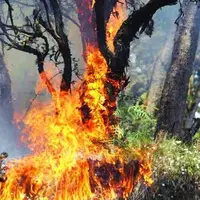 آتش در جان درختان برای تصرف زمین