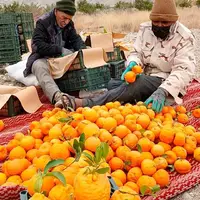  سیاهو؛ بهشت هرمزگان