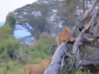 قدرت‌نمایی بوفالوها شیرها را به بالای درخت فراری داد