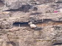 مشاهده یک کل کوهی در چهلمیر 