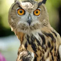 عجیب اما واقعی: چشم برخی جغدها از داخل گوششان دیده می‌شود