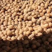 بزرگترین مقاصد صادراتی گردوی ایرانی