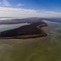 علت یابی مرگ گربه‌سانان در الیمالات؛ میانکاله تحت تغییرات اقلیمی است