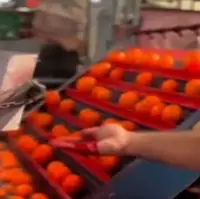  رنگ کردن سلامت با تقلب در پرتقال‌ها